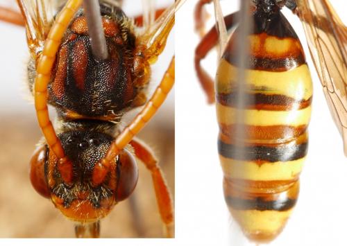 Réf. 230 589 : Nomada flava
